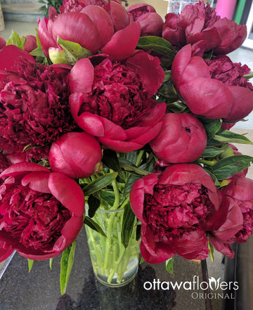 Peonies in a Vase